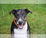 Small #5 Bull Terrier Mix