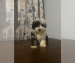 Small #35 Havanese