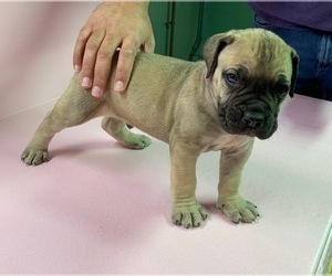 Boerboel Puppy for sale in BOSTON, MA, USA