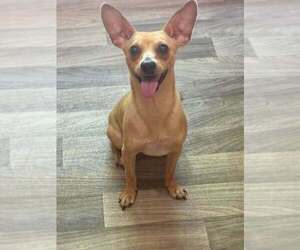Mason (GA) - Male Chihuahua-Unknown Mix Dog for Adoption - Photo #3