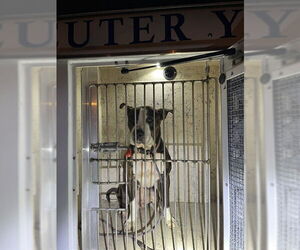 Mutt Dogs for adoption in Louisville, KY, USA