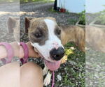 Small #1 American Pit Bull Terrier