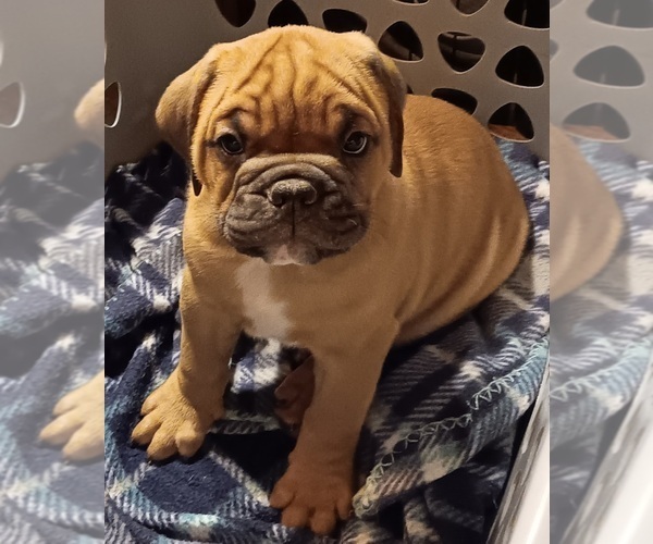 Medium Photo #2 Olde English Bulldogge Puppy For Sale in WINGATE, NC, USA
