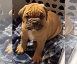 Small Photo #19 Olde English Bulldogge Puppy For Sale in WINGATE, NC, USA
