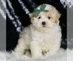 Small Photo #54 Maltipoo Puppy For Sale in WARSAW, IN, USA