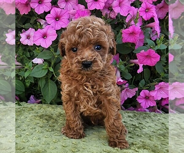 Medium Photo #4 Poodle (Toy) Puppy For Sale in ARTHUR, IL, USA