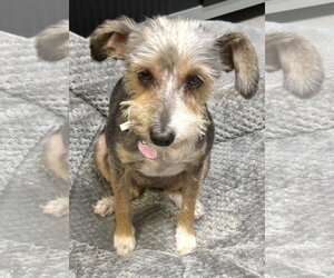Mutt Dogs for adoption in Boca Raton, FL, USA