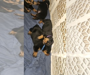 Rottweiler Puppy for sale in LAKELAND, FL, USA