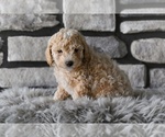 Small #2 Poodle (Toy)