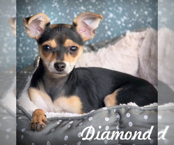Medium Photo #1 Doxie-Pin Puppy For Sale in Chino Hills, CA, USA