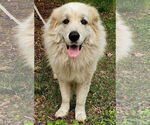 Small #1 Great Pyrenees