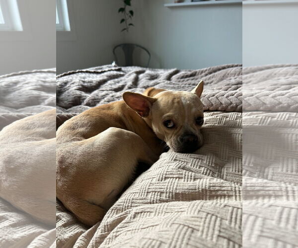 Medium Photo #4 French Bulldog-Unknown Mix Puppy For Sale in Aurora, CO, USA