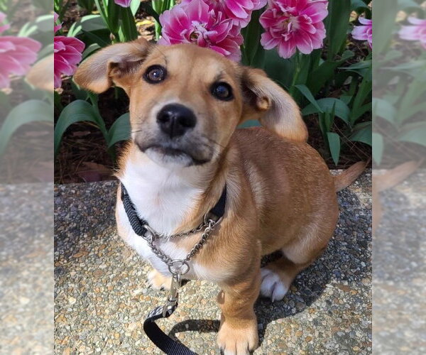 Medium Photo #2 Mutt Puppy For Sale in Hot Springs Village, AR, USA