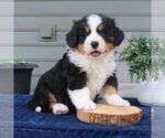 Small Bernese Mountain Dog