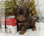 Puppy Teacup Hershey Shorkie Tzu