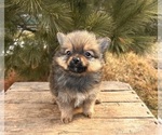 Small #4 Pomeranian