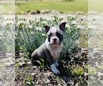 Image preview for Ad Listing. Nickname: Litter of 2