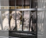 Small #2 French Bulldog