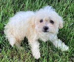 Small Photo #3 Poovanese Puppy For Sale in HARRISONBURG, VA, USA