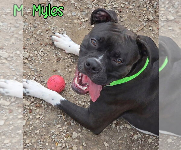 Medium Photo #4 Boxer Puppy For Sale in Port Clinton, OH, USA