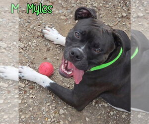 Myles - Male Boxer Dog for Adoption - Photo #4