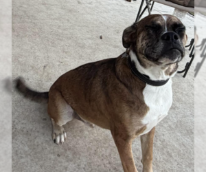 Big Bend - ABR Return - Male Boxer Dog for Adoption - Photo #2