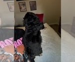 Small Photo #33 Bernedoodle Puppy For Sale in BELMONT, NC, USA