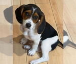 Small Beagle Mix