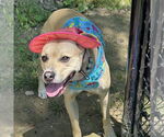 Small #8 Black Mouth Cur-Whippet Mix