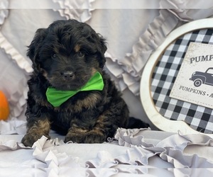 Bernedoodle Puppy for sale in LANCASTER, PA, USA