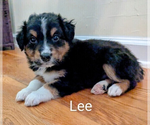 Medium Photo #3 Australian Shepherd Puppy For Sale in PAMPLIN, VA, USA