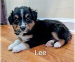 Small #2 Australian Shepherd