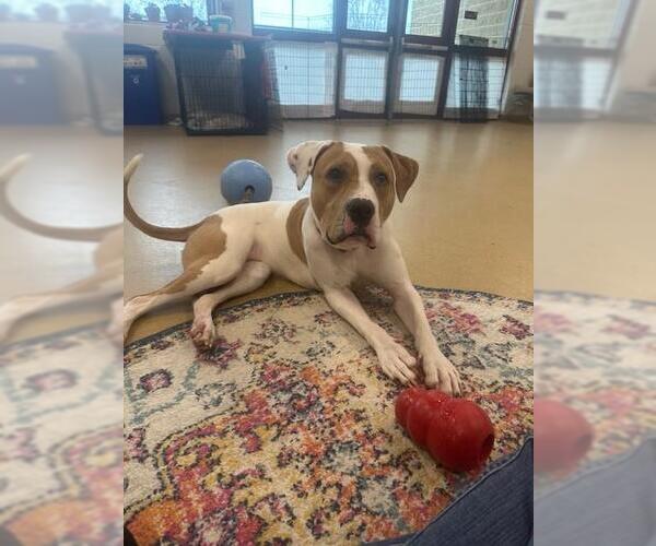 Medium Photo #1 American Pit Bull Terrier Puppy For Sale in Derwood, MD, USA