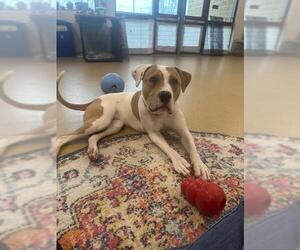 American Pit Bull Terrier Dogs for adoption in Derwood, MD, USA