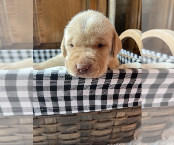 Medium Photo #6 Labrador Retriever Puppy For Sale in MC LEANSBORO, IL, USA