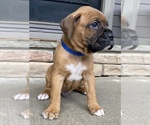 Small Photo #7 Boxer Puppy For Sale in CANTON, GA, USA