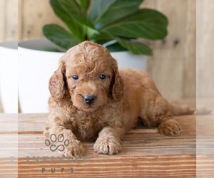 Goldendoodle (Miniature) Puppy for sale in NARVON, PA, USA