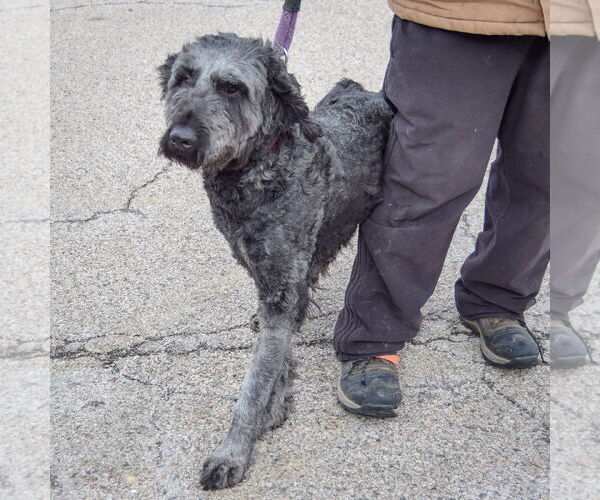 Medium Photo #3 Pyredoodle Puppy For Sale in Huntley, IL, USA