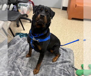 Rottweiler Dogs for adoption in Boston, MA, USA