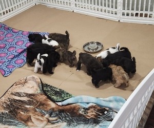 Shorkie Tzu-Zuchon Mix Litter for sale in COWARD, SC, USA