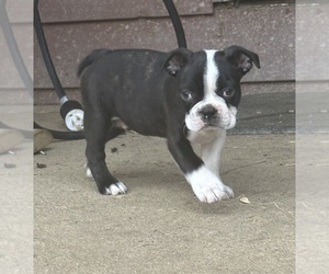 Boston Terrier Puppy for sale in SPARTANBURG, SC, USA