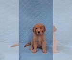Small Photo #4 Goldendoodle Puppy For Sale in VAIL, AZ, USA