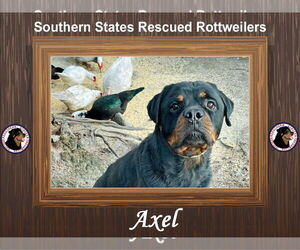 Axel - Male Rottweiler Dog for Adoption - Photo #2