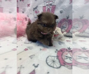 Pomeranian Puppy for sale in TALALA, OK, USA