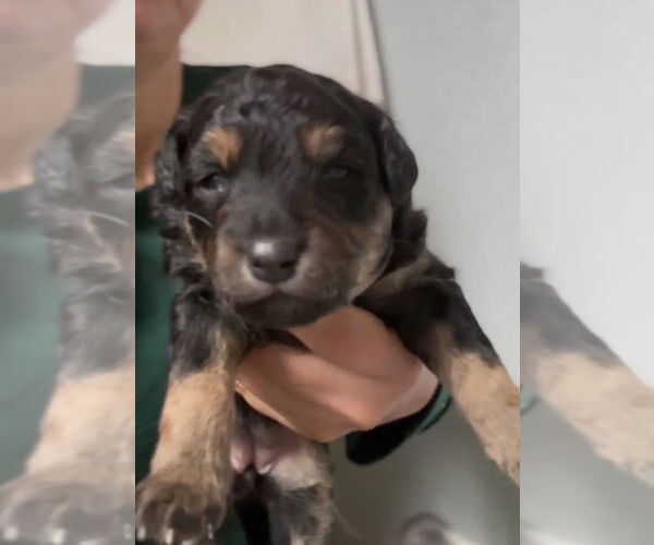 Medium Photo #4 Mutt Puppy For Sale in San Diego, CA, USA