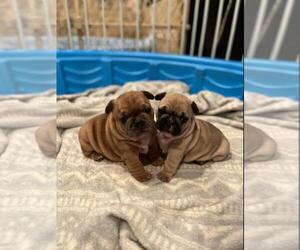 French Bulldog Puppy for sale in BROKEN BOW, OK, USA