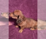 Small Photo #3 Dachshund Puppy For Sale in HURST, TX, USA