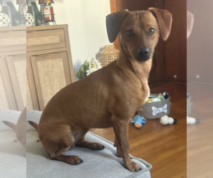 Princess - Female Dachshund-Unknown Mix Dog for Adoption