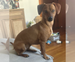 Princess - Female Dachshund-Unknown Mix Dog for Adoption - Small photo