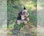 Small Photo #16 Yorkshire Terrier Puppy For Sale in HUDDLESTON, VA, USA